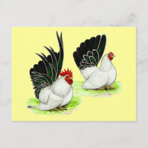 Japanisch Schwarz-weiß Bantams Postkarte