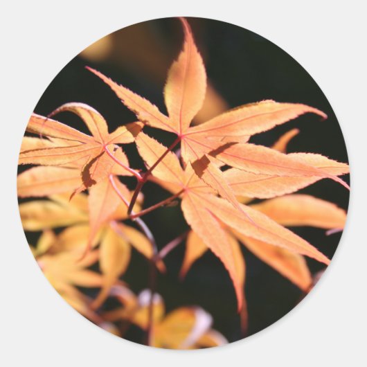 Japanische Ahorn 6 Aufkleber (Vorderseite)