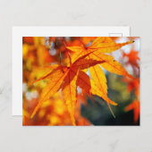 Japanische Ahorn-Blätter im Herbst Postkarte (Vorne/Hinten)