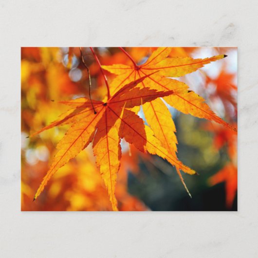 Japanische Ahorn-Blätter im Herbst Postkarte (Vorderseite)