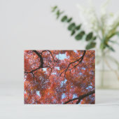 Japanische Ahorn-Blätter im Herbst Postkarte (Stehend Vorderseite)