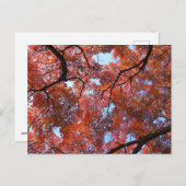 Japanische Ahorn-Blätter im Herbst Postkarte (Vorne/Hinten)