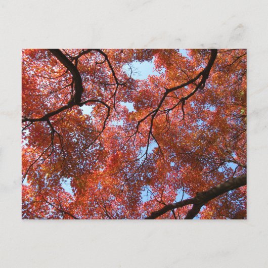 Japanische Ahorn-Blätter im Herbst Postkarte (Vorderseite)