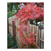 Japanische Ahorn-Blätter im Herbst und Bambuszaun Fotodruck (Vorne)