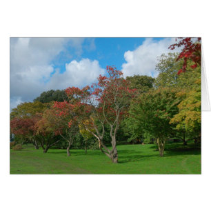 Japanische Ahorn, Bute Park, Cardiff.