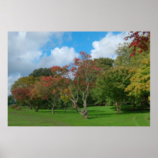 Japanische Ahorn, Bute Park, Cardiff. Poster