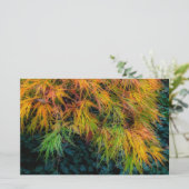 Japanische Ahornbilder im Herbst Briefpapier (Stehend Vorderseite)