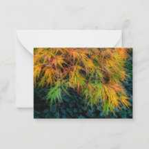 Japanische Ahornbilder im Herbst