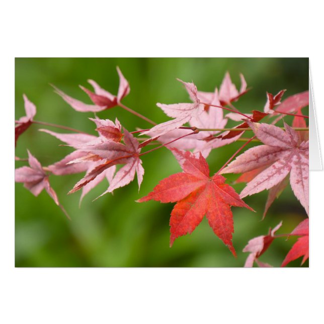 Japanische AhornBlätter (Vorderseite (Horizontal))