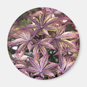 Japanische AhornBlätter Magnet