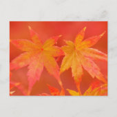 Japanische AhornBlätter Postkarte (Vorderseite)