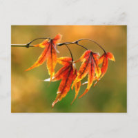 Japanische AhornBlätter