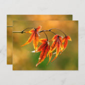 Japanische AhornBlätter Postkarte (Vorne/Hinten)