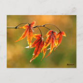 Japanische AhornBlätter Postkarte (Rückseite)