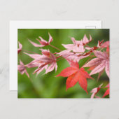 Japanische AhornBlätter Postkarte (Vorne/Hinten)