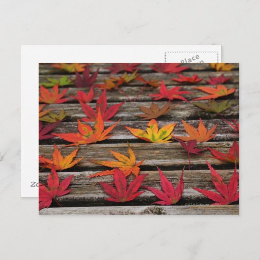 Japanische AhornBlätter Postkarte (Vorne/Hinten)