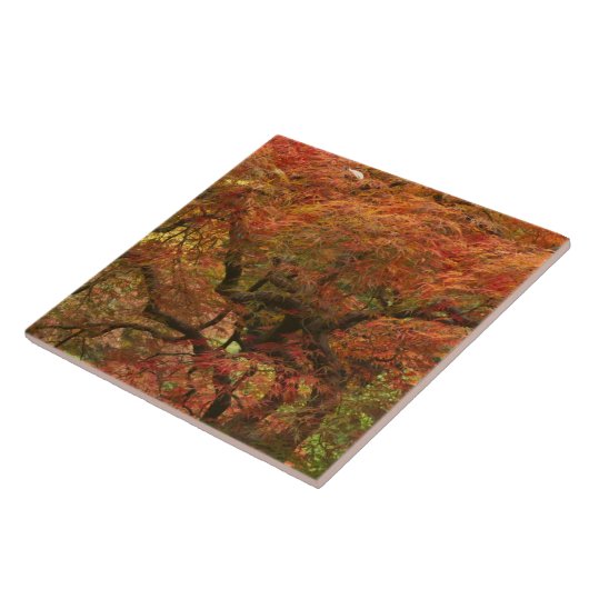 Japanische Ahornfarbe Fliese (Seite)