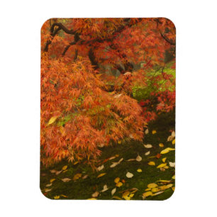 Japanische Ahornfarbe Magnet