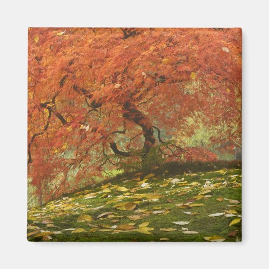 Japanische Ahornfarbe Magnet (Vorne)