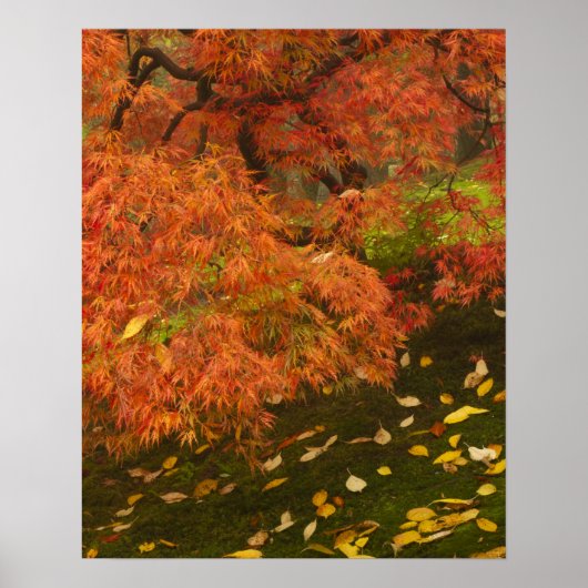 Japanische Ahornfarbe Poster (Vorne)