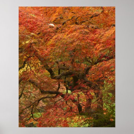 Japanische Ahornfarbe Poster (Vorne)