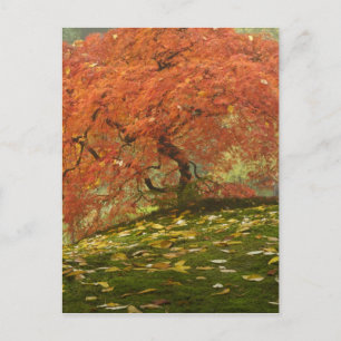 Japanische Ahornfarbe Postkarte
