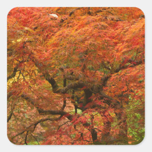 Japanische Ahornfarbe Quadratischer Aufkleber