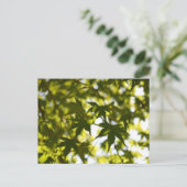 Japanische Ahornkerne-Blätter im Sommer Postkarte (Stehend Vorderseite)