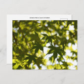 Japanische Ahornkerne-Blätter im Sommer Postkarte (Vorne/Hinten)