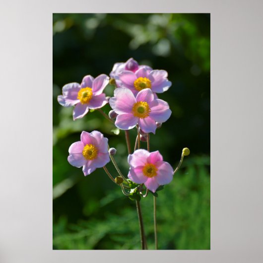 japanische Anemone rosa blühend im Garten,Nahaufn. Poster (Vorne)