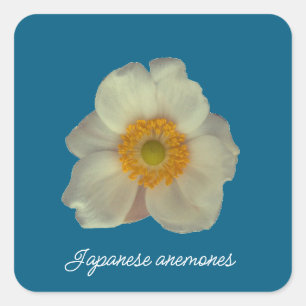 Japanische Anemonen blühen Quadratischer Aufkleber