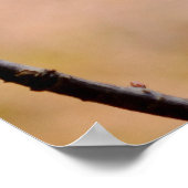 Japanische Apricot-Blume Poster (Ecke)