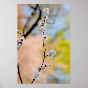 Japanische Apricot-Blume Poster