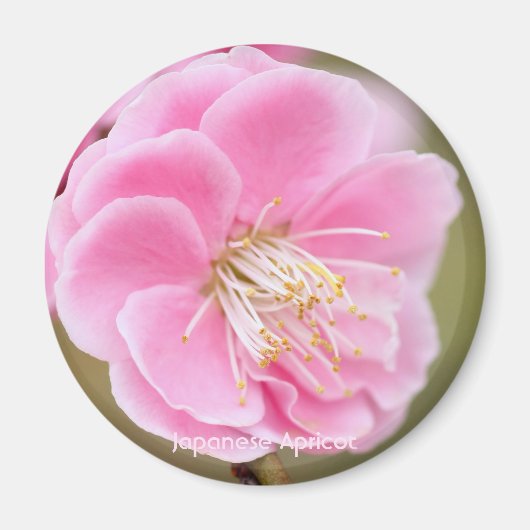 Japanische Aprikose [Circle Magnet] Magnet (Vorne)