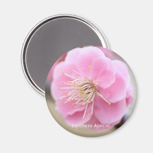 Japanische Aprikose [Circle Magnet] Magnet (Vorderseite/Rückseite)