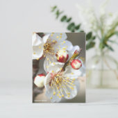 Japanische Aprikose [Postkarte] Postkarte (Stehend Vorderseite)