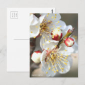 Japanische Aprikose [Postkarte] Postkarte (Vorne/Hinten)