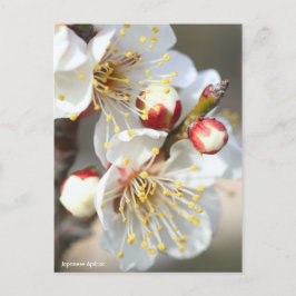 Japanische Aprikose [Postkarte] Postkarte