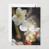 Japanische Aprikose "Tsuki-kage" [Postkarte] Postkarte (Vorne/Hinten)