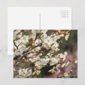 Japanische Aprikose "Tsuki-kage" [Postkarte] Postkarte (Vorne/Hinten)
