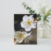 Japanische Aprikose "Tsuki-kage" [Postkarte] Postkarte (Stehend Vorderseite)