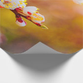 Japanische Aprikosen-Blume bei Orange Sunset Geschenkpapier (Ecke)
