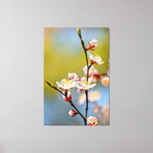 Japanische Aprikosenblüten Leinwanddruck