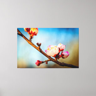 Japanische Aprikosenblüten und der blaue klare Him Leinwanddruck