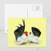 Japanische Blacktail Bantams Postkarte (Vorne/Hinten)