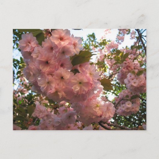 Japanische Blüte 2Cherry Postkarte (Vorderseite)