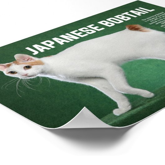Japanische Bobtail Cat Breed Poster (Ecke)