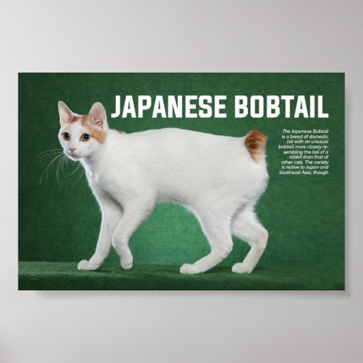 Japanische Bobtail Cat Breed Poster (Vorne)