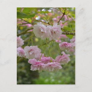 Japanische Cherry Blossom Postkarte
