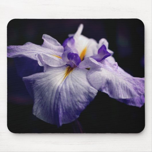 Japanische Iris Beauty-Blume Mousepad (Vorne)